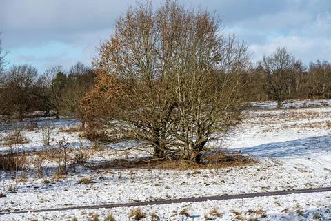 A picture of a tree on a crispy cold winter day on a moor. Picture from Lund Stock Photos
