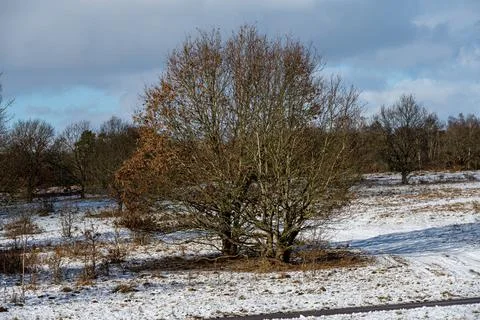 A picture of a tree on a crispy cold winter day on a moor. Picture from Lund Stock Photos