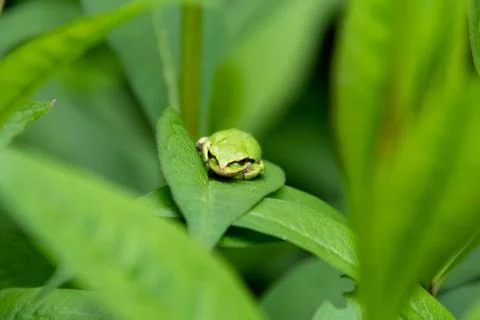 A picture of a tree frog resting on the leaf. Stock Photos