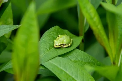 A picture of a tree frog resting on the leaf. Stock Photos
