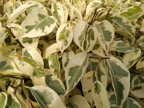 A picture of tree leafs Stock Photos