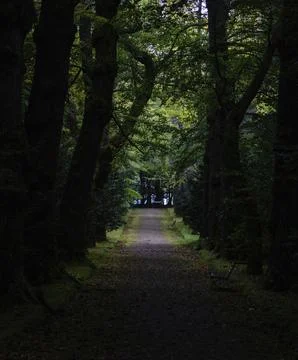 A picture of a tree lined path at the Terra Nostra Park (Furnas) Stock Photos