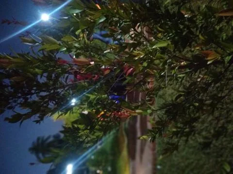 A picture of tree 스톡 사진