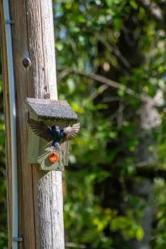 A picture of a tree swallow touching down on its bird house. Stock Photos