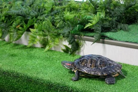 Picture of the turtle on the green grass background Stock Photos
