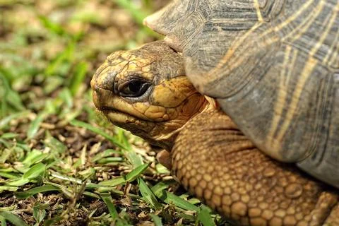 A picture of a turtle Stock Photos
