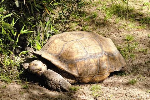 A picture of turtle Stock Photos