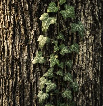 The picture of a very beautiful tree and a climbing plant grows on it and Stock Photos