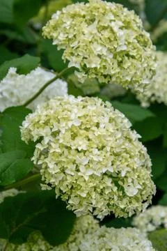 A picture of white hydrangeas. Stock Photos