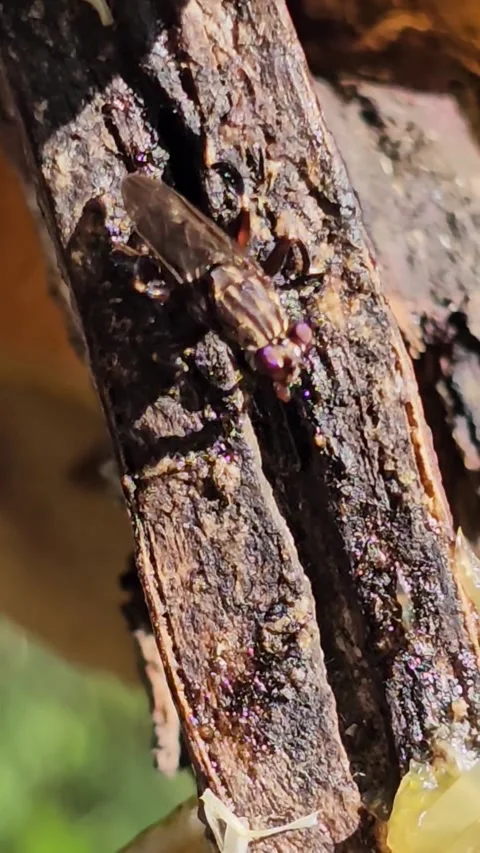 Picture winged fly feeding on bark resin macro close up Stock Footage 342097389