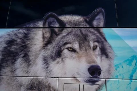 Picture wolf on the side of a bus Stock Photos