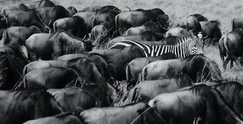 Picture of a zebra surrounded by wildebeests Foto stock