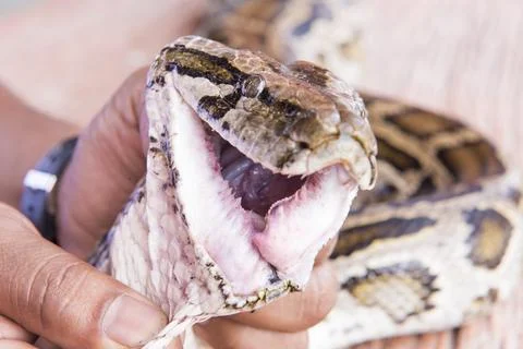 Pictures taken near the head of the python snake teeth. Stock Photos