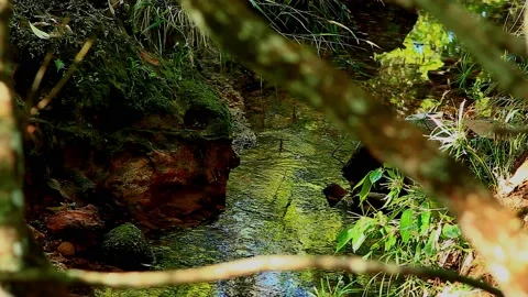 A picturesque babbling brook trickles through the Brazilian Savanna Stock Footage 143932260