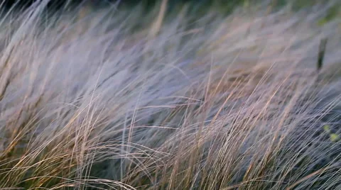 A picturesque backdrop , feather meadow at sunset HD Stock Footage 55455835