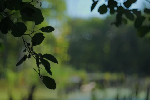 Picturesque bubble bokeh in the forest at dawn with mist. Stock Footage 344153398