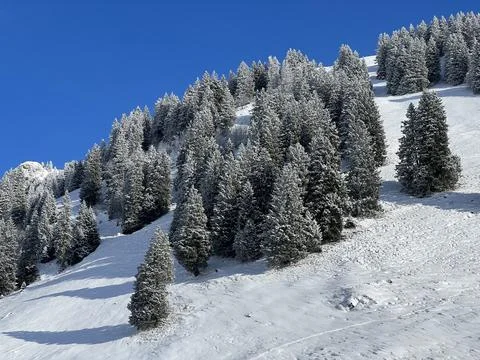 Picturesque canopies of alpine trees in a typical winter atmosphere 库存照片