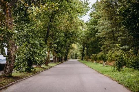 A picturesque empty road winds through a canopy of vibrant green trees on a Stock Photos