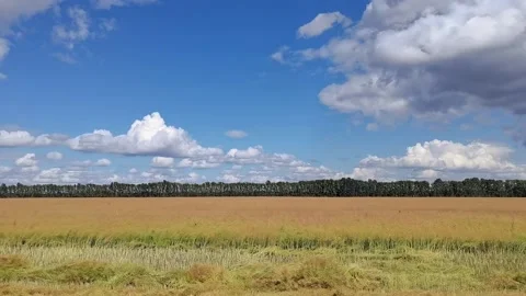 Picturesque fields, blue sky with white clouds, side view from a moving car. Stock Footage 166130892