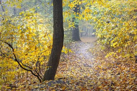 Picturesque footpath in a fall forest Stock Photos