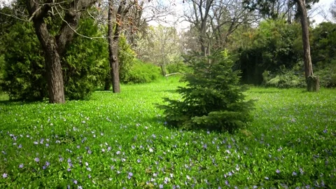 Picturesque forest clearing densely covered with numerous small violet flow.. Stock Footage 340230754