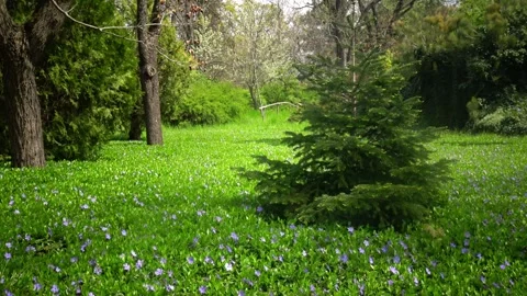 Picturesque forest clearing densely covered with numerous small violet flow.. Stock Footage 340230772