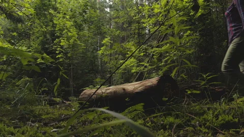 Picturesque forest. Hiking. Stock Footage 112371970