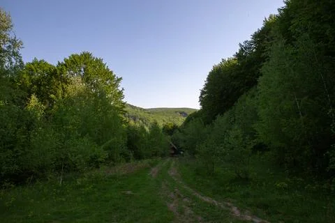 A picturesque forest path winds through lush green trees under a vibrant bl.. Stock Photos
