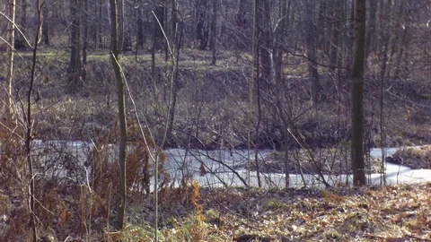 Picturesque forest by the river Stock Footage 107934239