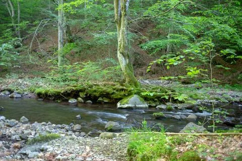 A picturesque forest stream flows through a lush, green landscape in the su.. Stock Photos