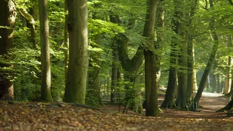 Picturesque Forest with Sunbeams Creating Light Paths Through Trees Stock Footage 289786654