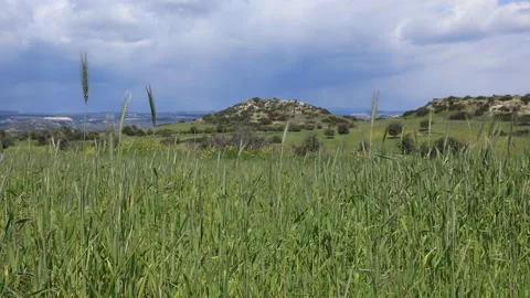 Picturesque green fields in Cyprus. Video stock 175132508