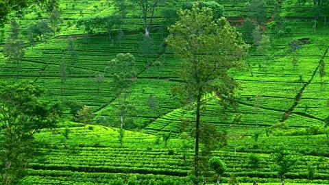 Picturesque landscape with accurate rows of tea shrubs covering hills Vídeos de archivo 73780792