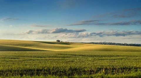 A picturesque landscape with rolling fields with lonely tree and a blue sky. Stock Photos