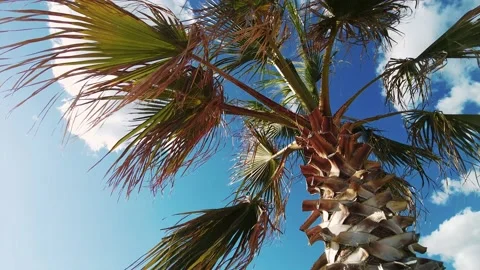 Picturesque Landscape shot of a pine tree in the foreground with beautiful Stock Footage 168243573