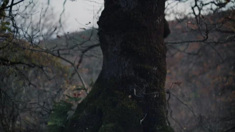 A picturesque moss-covered tree surrounded by fallen leaves in tranquil forest Stockbeeldmateriaal 302214371