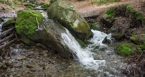 Picturesque mountain stream in a beech forest, summer Stock Photos