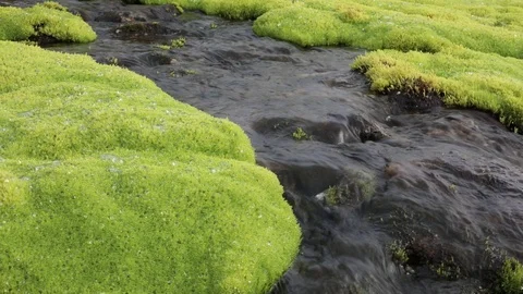 A picturesque mountain stream flowing through thickets of green moss Stock Footage 93953439