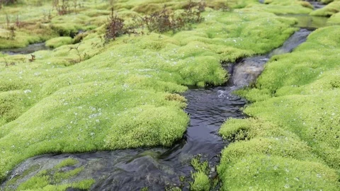 A picturesque mountain stream flowing through thickets of green moss Stockbeeldmateriaal 93953610