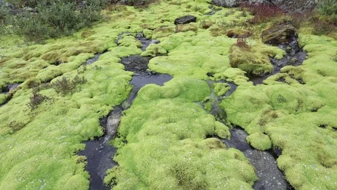 A picturesque mountain stream flowing through thickets of green moss Vídeo Stock 93953659