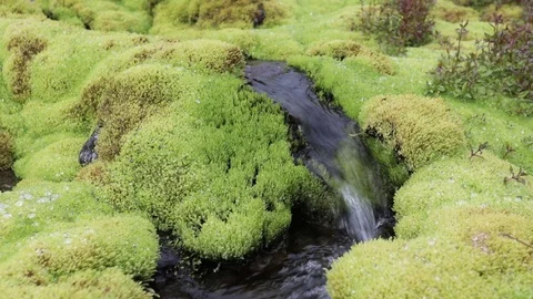 A picturesque mountain stream flowing through thickets of green moss Vídeos de archivo 93953770