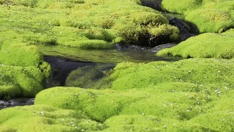 A picturesque mountain stream flowing through thickets of green moss Stock Footage 93955154