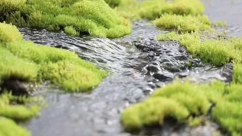 A picturesque mountain stream flowing through thickets of green moss Video stock 93955324