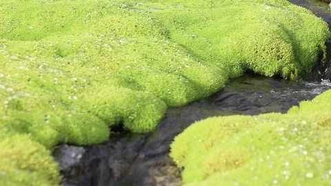 A picturesque mountain stream flowing through thickets of green moss Stock Footage 93955784
