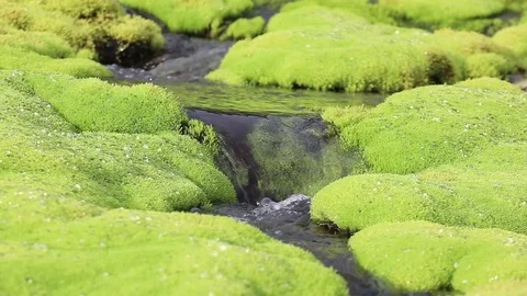 A picturesque mountain stream flowing through thickets of green moss Stock Footage 93955810