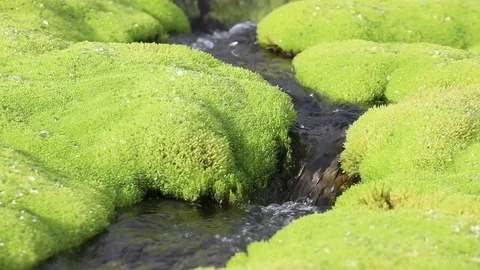 A picturesque mountain stream flowing through thickets of green moss Video stock 93955928