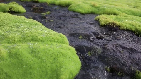 A picturesque mountain stream flowing through thickets of green moss Stock Footage 93956236