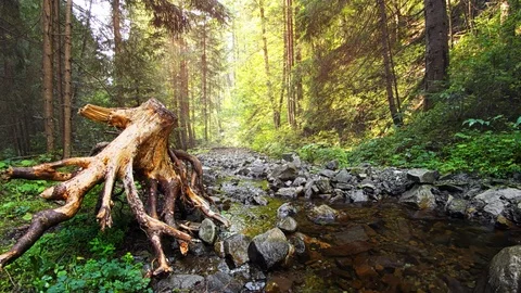 Picturesque Mountain Stream Flows past Washed Out Stup in Carpathians Stock Footage 102664399
