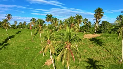 A picturesque mountain view through a palm forest. Vídeo Stock 330096961