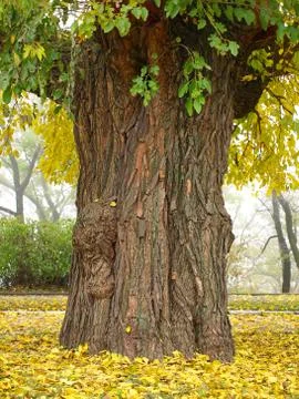 Picturesque old tree trunk. Foto stock